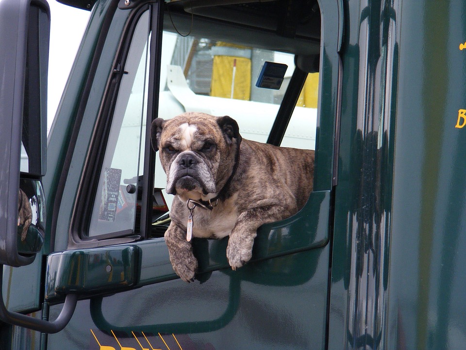 Savoir-vivre. Czy musimy tolerować psa znajomych na siedzeniach w naszym samochodzie?