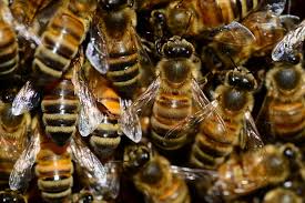 Chiny – Pobito rekord Guinnessa, mężczyzna miał na sobie prawie 1.1 miliona pszczół, które ważyły 109.5 kg.