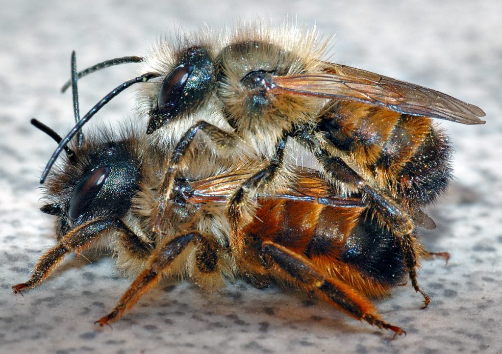 Odpowiednio wyszkolone pszczoły mogą być pomocne w walce z terrorystami.